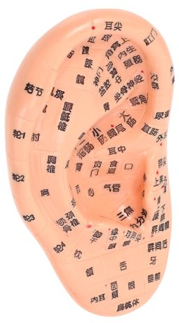 VICASKY Ohr Akupunktur Modell PVC Massage Ohr Akupunkturpunkte Lehrmodell Ergonomisch Langlebig für Medizin Schule Klinik Geschenk für Ärzte Studenten