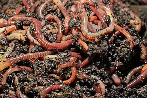 Dendrobena Regenwürmer lebend I 500GR - Angelköder für Forelle, Lachs & alle Anderen Arten von Weißfischen I Lebendfutter für Fische - Regenwürmer Lebend