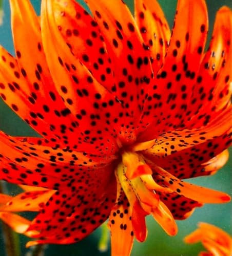 5 Blumenzwiebeln Zwiebeln Baumlilien Lilien Riesenlilie Flore Pleno Double Tiger bis 150cm Zwiebeln winterhart duftend Sommerblüher