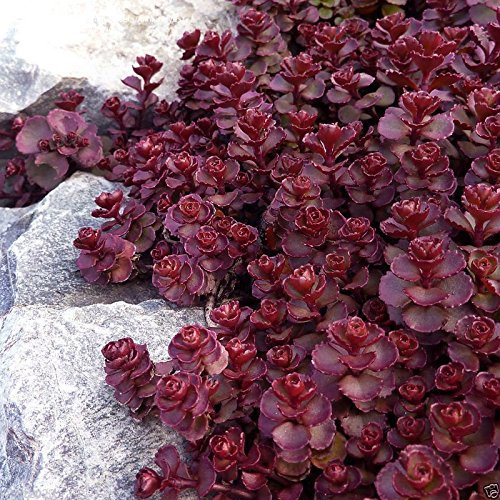 200 Sedum semi voodoo, Pianta perenne, Groundcover/Rock Garden, pignola