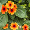 150 pcs schwarzäugige susanne - samen blumensamen, garten schwarzäugige susanne kaufen - Thunbergia alata - winterharte kübelpflanzen, schnellwachsende kletterpflanzen blumenbeet,