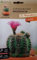 Piante Grasse Miste, Collezione Cactus Hortus Le Straordinarie, Semi (SEMI GYMNOCALYCIUM BALDIANUM CACTUS)