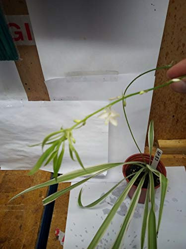 Portal Cool Spider pianta del Fiore Chlorophytum comosum Variegatum in 9cm Pot Pianta SP53