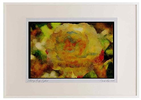 Wild Flowers Plants 013122 Yellow Rose With Pink Tinged Petals Watercolour A3 Picture Frame Limited Edition A4