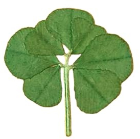 Extrem seltenes echtes 7-blättriges Kleeblatt Trifolium repens