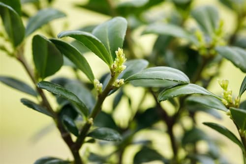 Ilex crenata 'Dark Green' -R- 20-25 cm - Japanische Stechpalme, immergrün, ideal für Formschnitt, winterhart, pflegeleicht