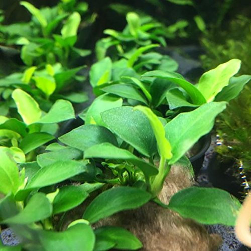3 x Anubias Anubias, Mix, Diversi Tipi per Acquario
