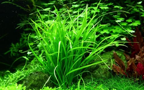AquaOne Aquarium Pflanze In Vitro Helanthium tenellum 'Green' Wasserpflanze 1-2-Grow. Aquariumpflanze Becher Labor-Aquarienpflanzen Dekoration Aquascaping