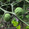 Semillas de la planta de naranja amarga, semillas del fruto de Poncirus trifoliata plantas resistentes para el jardín frutas exóticas árboles frutales enanos planta de interior 50pcs