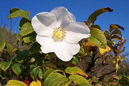 Seeds 100 Seeds : White Rugosa Rose, Rosa Rugosa Albiflora, Seeds: Only Seeds