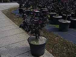 Fagus sylvatica purpurea Nana - Schwarzrote Zwergblutbuche purpurea Nana - Bonsai Blutbuche