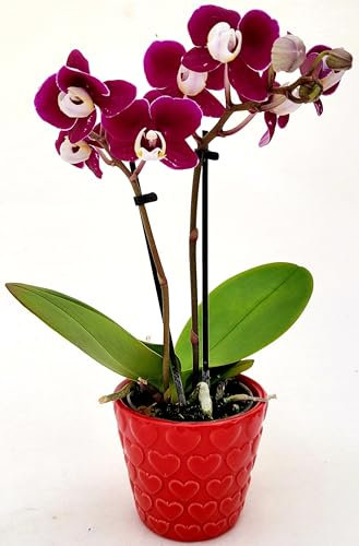 POWERS TO FLOWERS - ORCHIDEA PHALAENOPSIS BONSAI AMBRA IN VASO CERAMICA CUORI, Pianta Vera