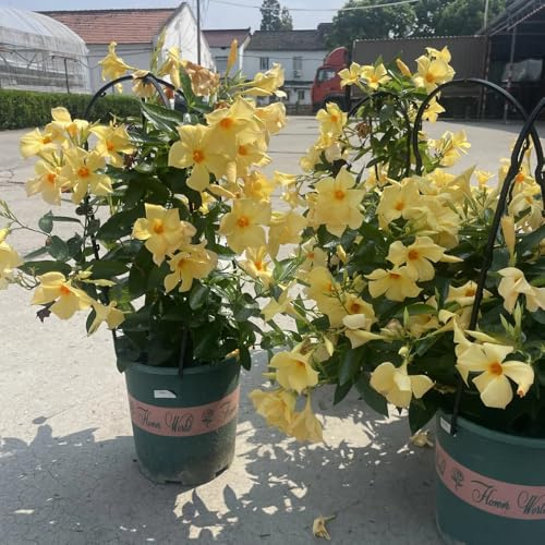 dipladenia mandevilla, seltene exotische winterhart dipladenia für sonnige plätze, schattenpflanzen bodendecker 100samen