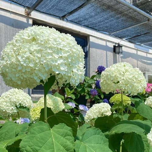 Hortensien, gartenblumen Hortensie, zimmerpflanzen herbstblumen wildblumensamen mehrjährig winterhart bio 150Samen