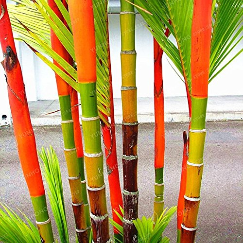 20 Lippenstift Samen Lippenstift Palm Cyrtostachys Renda Baum, Rote Dichtungs-Wachs Palm