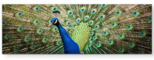 Paul Sinus Art Leinwandbilder | Bilder Leinwand 120x40cm Portrait eines Pfau