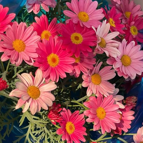 400 Pcs Margeriten Pflanzen Winterhart Samen - Margeriten Deko Samen, Blumensamen Mehrjährig Winterhart, Balkonpflanzen Winterhart Wilde Margeriten Samen, Gartenblumen, Zimmerpflanzen