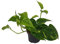 Efeutute, Scindapsus, (Epipremnum aureum) Sorte: Aureum, gelb-grünes buntes Blattwerk, rankend, Ampelpflanze, luftreinigend (eine Pflanze im 12cm Topf)