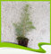 Cedrus atlantica (Atlas Zedern) – Pflanze