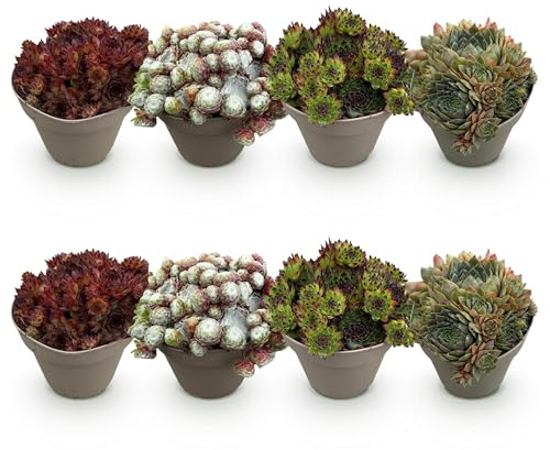 Exotenherz Bodendecker - Hauswurz Sempervivum Mix Big Sam - 8er Set - 14cm Topf