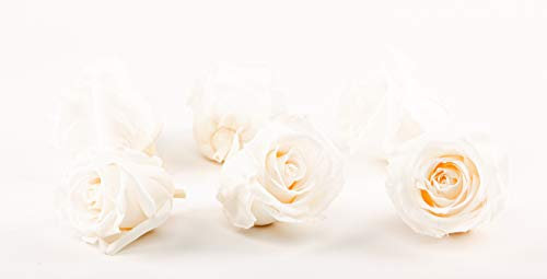Rosen-Te-Amo | 6 Infinity weiße Rosen-Köpfe - unserer exklusiven Deko-Einleitung | Konservierte Blumen-Box | äußern Ihre dekorative Kreativität | Geburtstagsgeschenk für Frauen Mama Freundin Oma