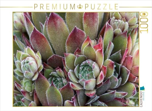 CALVENDO Puzzle Sempervivum Grey Dawn | 1000 Teile Lege-Größe 64 x 48 cm Foto-Puzzle für glückliche Stunden
