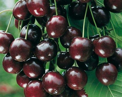 Sunburst, selbstfruchtbare Süßkirsche, Halbstamm, 160-180cm, im Topf