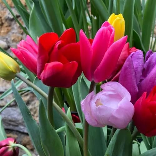 FáCiles De Cultivar. TulipáN Bulb Mezcla De Bulbos De TulipáN TulipáN Raro Flores Mezcla De Bulbos De TulipáN,Dobles Encantadoramente Fragantes-20bulbos-A