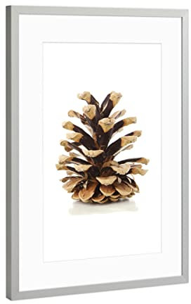 artboxONE Poster mit Rahmen Silber 45x30 cm Tannenzapfen von Dörte Lange - gerahmtes Poster