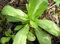 500 Dutch CORN SALAD Lambs Lettuce Valerianella Locusta Herb Vegetable Seeds