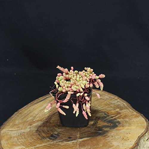 sedum pallidum var. bithynicum/Fettblatt bithynicum