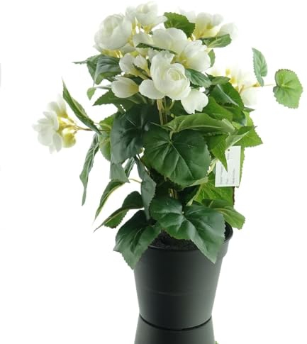 Gasper Elatior-Begonie Weiß im schwarzen Topf 38 cm - Kunstblumen