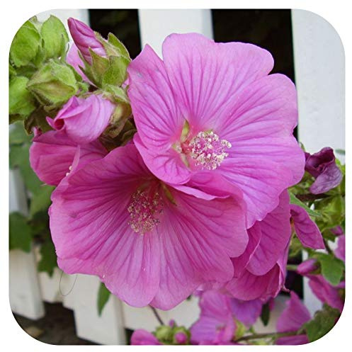 Lavatera clementii ‘Bredon Spings’ Plug Plant 'Tree Mallow Hardy Shrub' by Plug Plants Express Limited