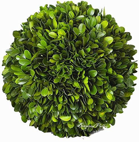 Buchsbaumkugel konservierte echte Buchsbaumblätter grüne Pflanzen Heimdekorationen für Weihnachten Thanksgiving Tage Geschenke bleiben frisch für Jahre im Innenbereich (nur Ball, 15,2 cm)