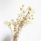 150 Stiele Mini Gänseblümchen Kamille Blumenstrauß Natürliche Trockenblumen Brasilianische Kleine Stern Gänseblümchen Dekorative Trockenblumen für Hochzeit DIY Home Dekorationen (Weiß)