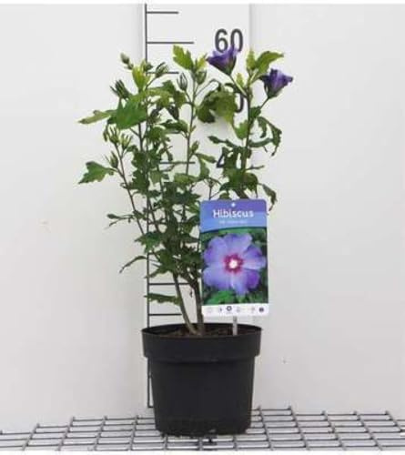 Hibiscus syr. 'Oiseau Bleu' ('blue bird') - Althéa 'Oiseau Bleu', Ketmie De Syrie 40-60 cm en pot
