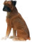 SUMMIT COLLECTION Boxer Hund – Collectible Figur Statue Figur Skulptur Puppy Rare