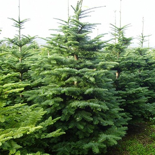 Edeltanne im 10er Bündel - 5 jährig