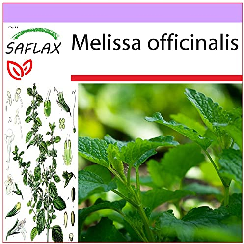 SAFLAX - Erba limoncina - 150 semi - Melissa officinalis