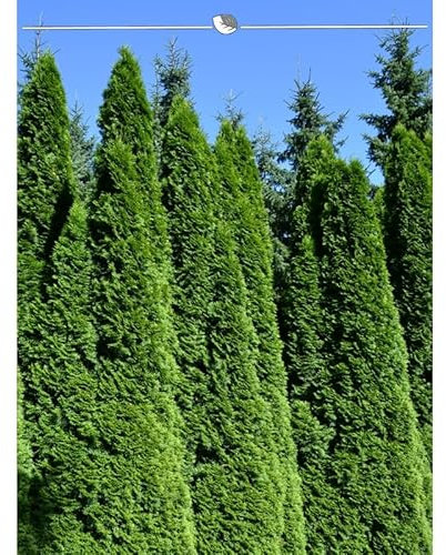 Lebensbaum Thuja Smaragd 140-160 cm. Angebot: 60 Koniferen. Thujahecke - Sichtschutz-Hecke