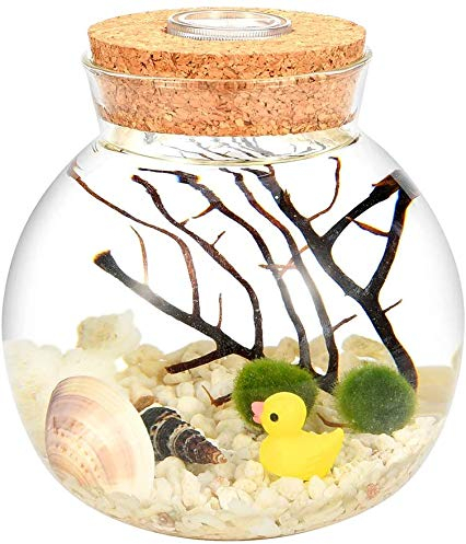 Veilleuse LED pour terrarium - Kit Marimo pour aquarium - Pot en verre avec 2 boules de mousse aquatique en verre bleu, ventilateur branche de corail et coquillages (jaune)