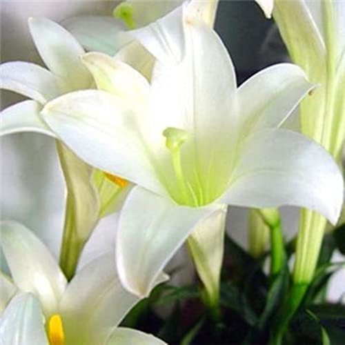 Generic Semi di bulbi di giglio, 100 pezzi semi di bulbi di giglio rari casa giardino balcone profumo fiore pianta bonsai Bianco Semi Di Giglio