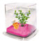 ICA PT072A Bettera Betta Paradise Transparente, 13,5x15x15 cm, 1,9L, Grava y Planta Plástica Incluidas