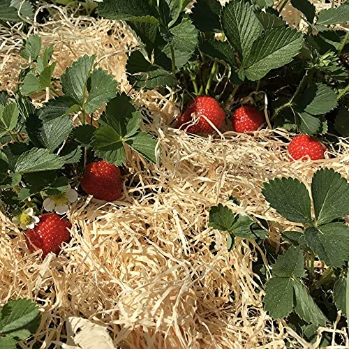 Holzwolle für Erdbeeren 5Kg - Erdbeer Holzwolle unbehandelt aus Deutschland - Stroh für Erdbeeren - Erdbeer und Gemüsewolle - 100% naturbelassen und kompostierbar