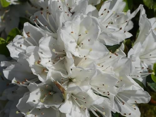 Japanische Azalee Kermesina Alba - Rhododendron obtusum - 20-25cm