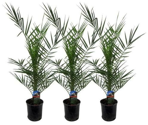 Phoenix Canariensis - Kanarische Dattelpalme - Zimmerpflanze - 80cm - Ø15cm - 3 Stück