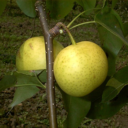 Birnenbaum, Nashi-Birne Hakko, Pyrus Pyrifolia, Obstbaum winterhart, alte Sorte gelb, im Topf, 120 - 150