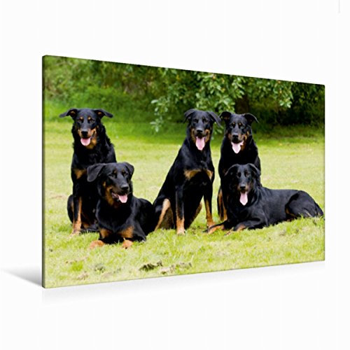 Premium Textil-Leinwand 120 x 80 cm Quer-Format Beauceron | Wandbild, HD-Bild auf Keilrahmen, Fertigbild auf hochwertigem Vlies, Leinwanddruck von Fotodesign Verena Scholze