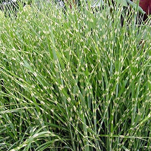 3 x Zebraschilfgras 'Zebrinus' - Miscanthus Sinensis 'Zebrinus' Topf 3L