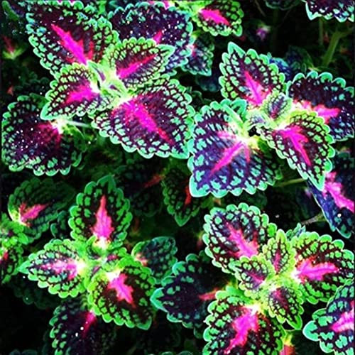 Haloppe 200 Unids Coleus Flores Semillas de Plantas para la Plantación de Jardín en Casa, Mixto Coleus Begonia Multicolor Flor Semillas de Plantas Jardín Bonsai Decoración Semillas de coleo